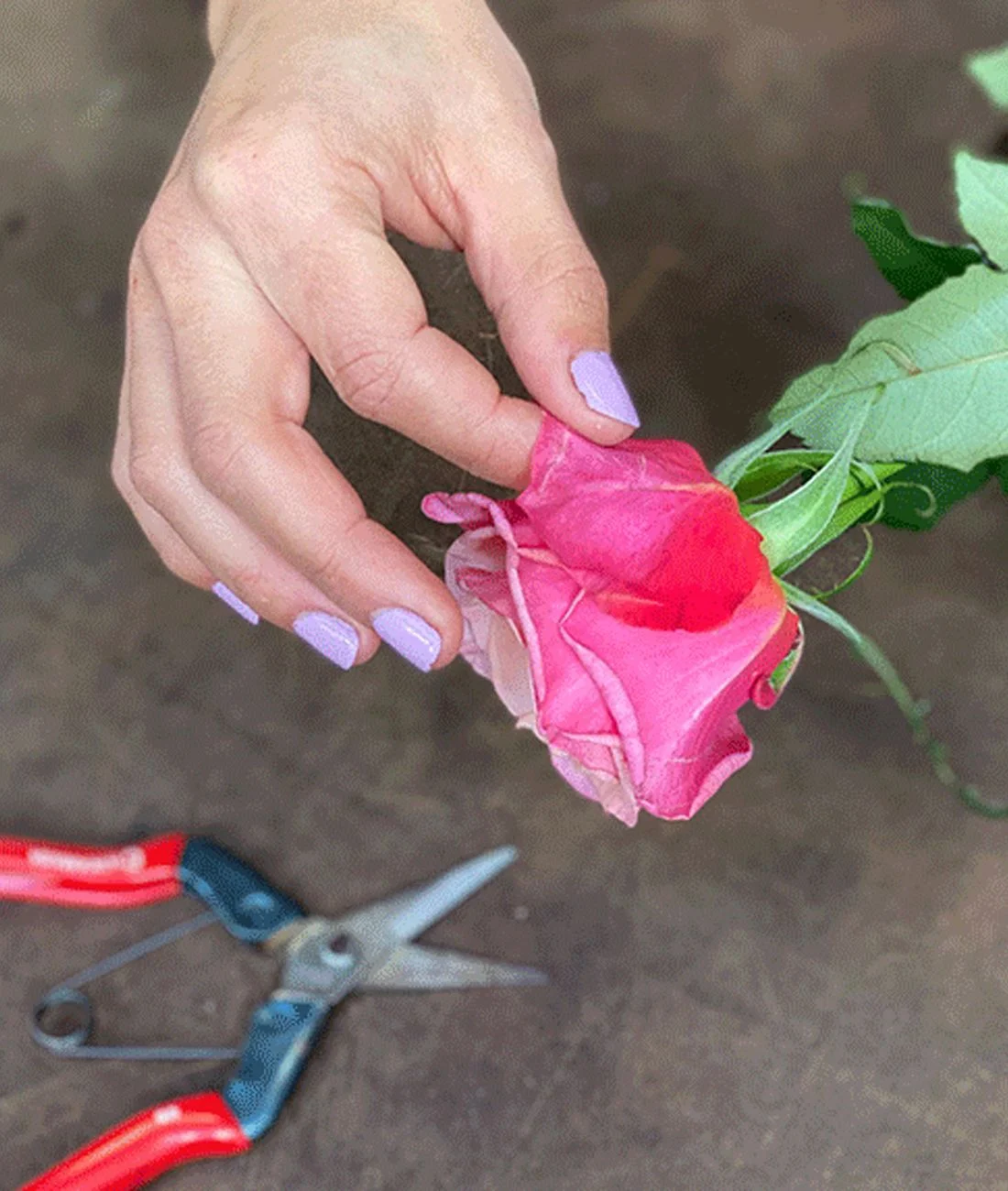 The Tale of the Rose Guard Petals (And Why They’re So Important)