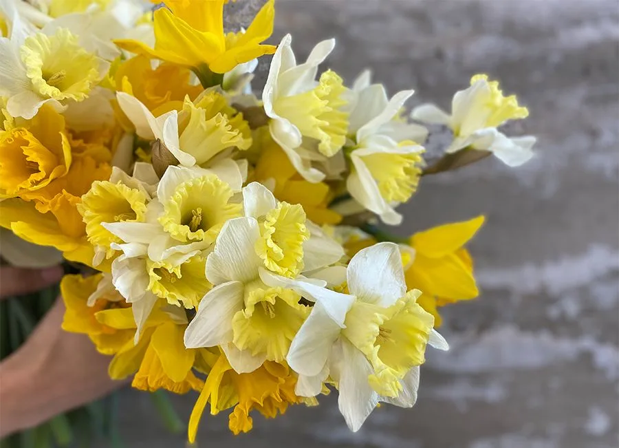 We're Talking Flower Care & Styling For A Farmgirl Fave: Daffodils